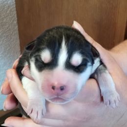 Puppy 3 - Black and white female Siberian Husky puppy in Kennewick, Washington from Yuki Ookami Show Kennel