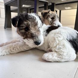 Wire Fox Terrier Puppies from Rick Cavanaugh