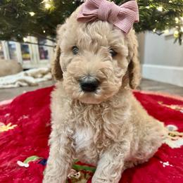Pippi - Caramel cream female Australian Labradoodle puppy in Leonard, Texas from Laird Farms