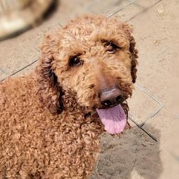 Rusty - Poodle