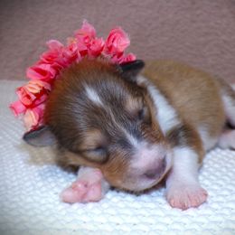 Purple Collar Sable Female - Sable and white female Collie puppy in Gleason, Tennessee from Liberty Collies