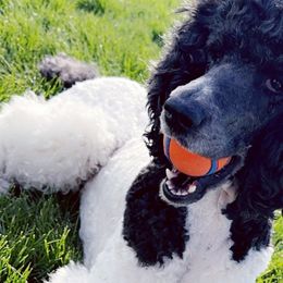 Poodles from Majestic Standard Poodles