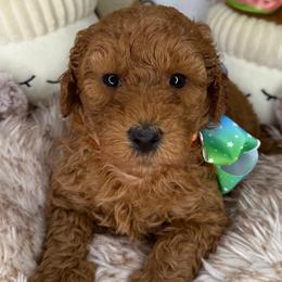 River (Orange) - Red  female Goldendoodle puppy in Miami, Florida from Katy's Toy Poodles