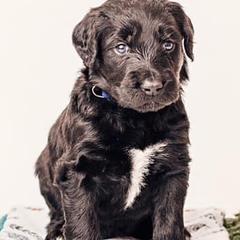 Double Doodles from Too Cute Dudes