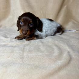 Izzy - Piebald female Dachshund puppy in Aurora, Missouri from Baker Farms