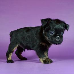 Gray Collar boy - Black and tan male Brussels Griffon puppy in Florida from Robin’s Griffons