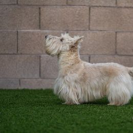 Scottish Terrier Puppies from Hyland Lake Scotties