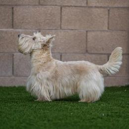 Scottish Terrier Puppies from Hyland Lake Scotties