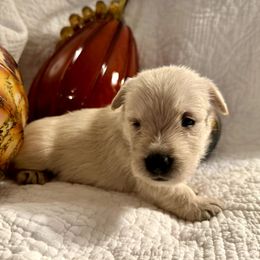 Lorna - Wheaten female Scottish Terrier puppy in Crossville, Tennessee from Cavern Kennels