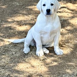 Labrador Retriever Puppies from Serenity Labradors