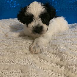 Miniature Schnauzer Puppies from JC Parti Schnauzers