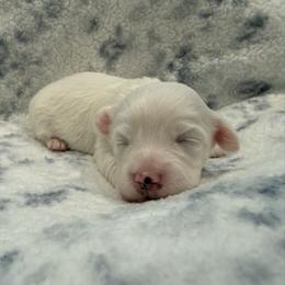 ToTo - White male Maltipoo puppy in Dade City, Florida from Watkins Maltipoo's