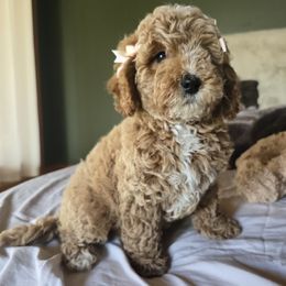 Bernedoodle and Goldendoodle Puppies from 4goldendoodles