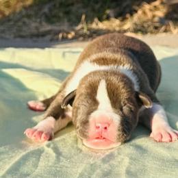 Skipper - Blue male American Staffordshire Terrier puppy in Guilford County, North Carolina from Explicit Kennel