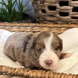 Sunny - female Australian Mountain Doodle puppy in Tryon, North Carolina from Melrose Mountain Farm