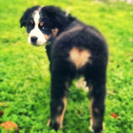 Australian Shepherds from Controlled Chaos Aussies