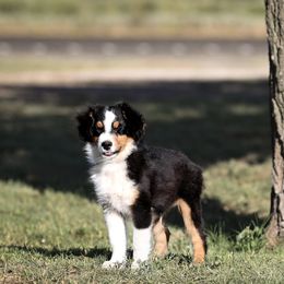 Tucker - Black tri male Miniature American Shepherd puppy in Snyder, Texas from RLA Miniature American Shepherds