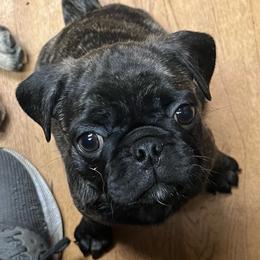 Kyle - Brindle male Pug puppy in South Carolina from Nellies Pugs