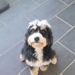Bernedoodle Puppies from M2 Bernedoodles