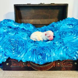 Maltese, Maltipoo, Poodle, and Yorkshire Terrier Puppies from Paw Perfect Pets
