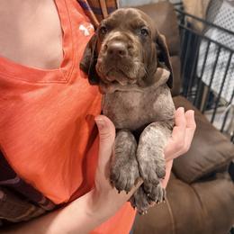 Zeus - Liver and white male German Shorthaired Pointer puppy in Plymouth, Wisconsin from Oak Country GSP's