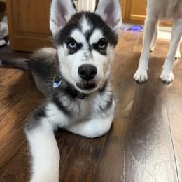 Siberian Husky Puppies from House of the Huskies