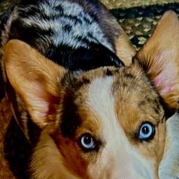 American Corgis and Pembroke Welsh Corgis from Corntassle Corgis