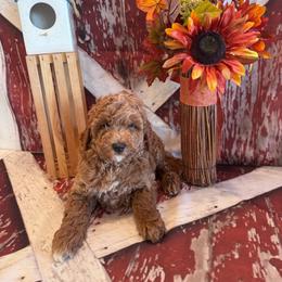 Jonah - Red  male Goldendoodle puppy in Bucyrus, Missouri from Hill Top Pomskies
