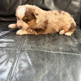 Merle 1 - Red merle male Miniature American Shepherd puppy in Centerville, Washington from Turnin Heads