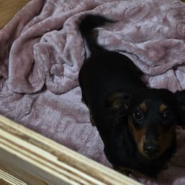 Naturi - Dachshund