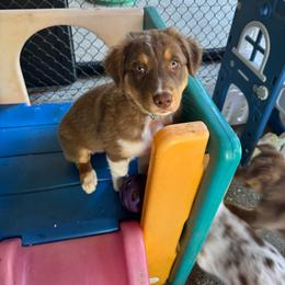 Boy 1  Turquoise Collar - Red tri-color male Australian Shepherd puppy in Washington from LIT Australian Shepherds