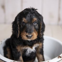 Boy 1 - Bernedoodle puppy in Alabama from Waverly Farm Bernedoodles