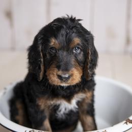 Boy 1 - Bernedoodle puppy in Alabama from Waverly Farm Bernedoodles