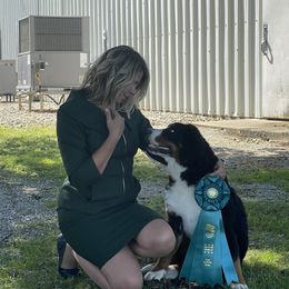 Bernese Mountain Dogs and Golden Retrievers from Perrydise Farm