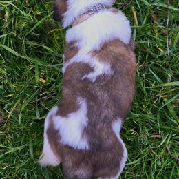 Saint Bernard Puppies from Eagle Mountain Saints