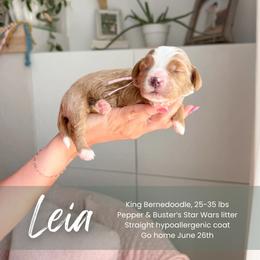 Leia - Red female Bernedoodle puppy in South Jordan, Utah from Wonderful World Doodles