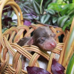 Pink - Dapple female Dachshund puppy in Allons, Tennessee from Amber's Flock Homestead