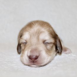 Zayne - Cream male Dachshund puppy in Fairfax, Iowa from Grayson’s Lovable Dachshunds