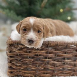 Dottie - Red  female Goldendoodle puppy in Kansas City, Kansas from Bella & Ivy’s Mini Goldendoodles of KC