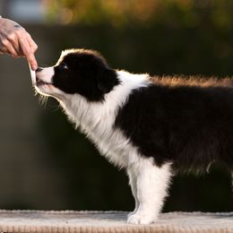 Border Collie Puppies from Overdrive Border Collies