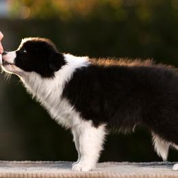 Border Collie Puppies from Overdrive Border Collies