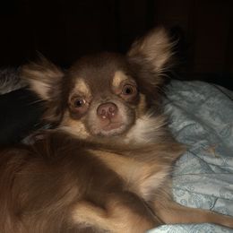 Murphy - Chihuahua