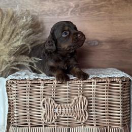 Orange Boy-Brown Phantom - Chocolate male Goldendoodle puppy in Lowville, New York from DM Hilltop FURfamily