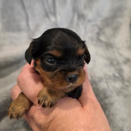 Jasmine - Black and tan female Cavalier King Charles Spaniel puppy in Romeoville, Illinois from KonopkaKennelsLLC