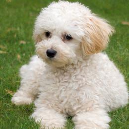 Arabella - Poodle