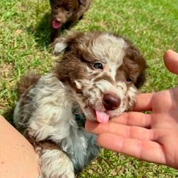 Luna - Brown merle female Mudi puppy in Valley Mills, Texas from Graves Farm Mudi