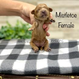 Mistletoe - Apricot female Cavapoo puppy in St George, Utah from Picture Perfect Doodles