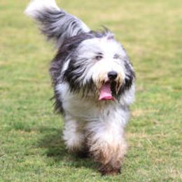 Bearded Collies from Bodacious Beardies