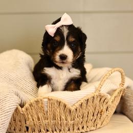 Black tri - female Australian Mountain Doodle puppy in Spanish Fork, Utah from Little Puppy Co.