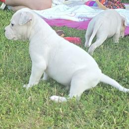 Marshmallow - White male American Bulldog puppy in Three Rivers, Michigan from Jemms Kennels